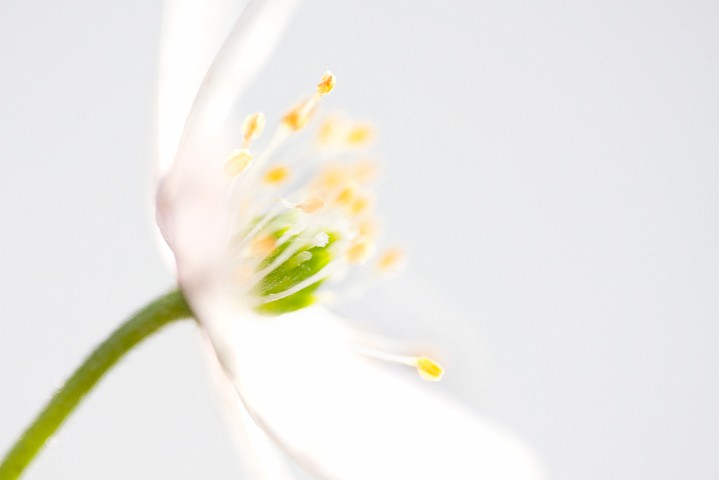 Pflanzen Buschwindrschen Anemone nemorosa