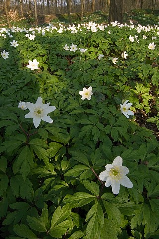 Pflanzen Buschwindrschen Anemone nemorosa