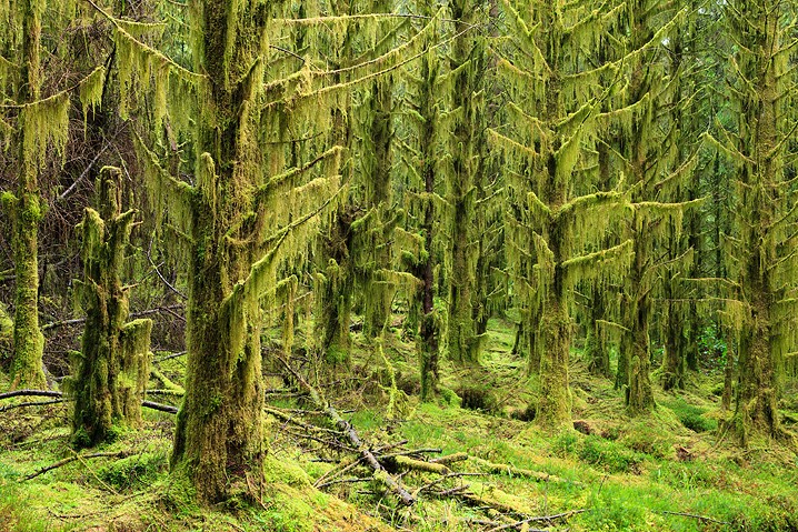 Landschaft Glen Etive Forest