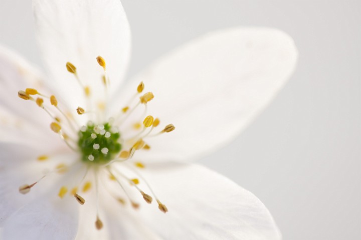 Pflanzen Buschwindrschen Anemone nemorosa