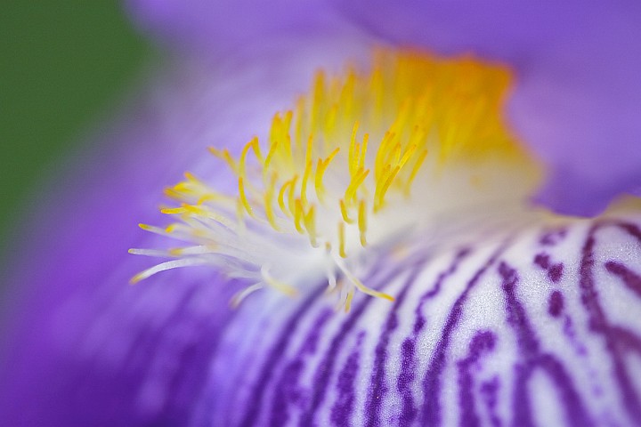 Verschiedenfarbige Schwertlilie Iris versicolor