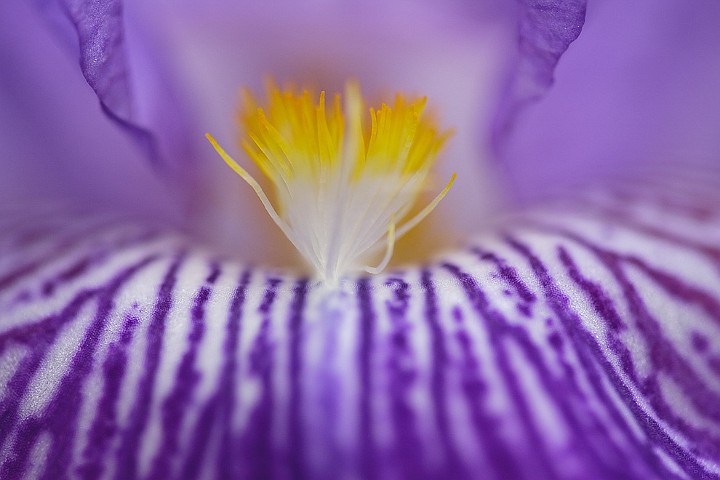 Verschiedenfarbige Schwertlilie Iris versicolor