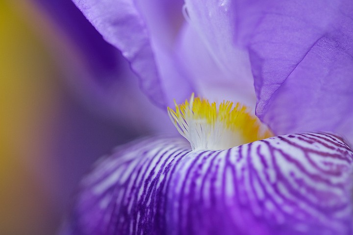 Verschiedenfarbige Schwertlilie Iris versicolor