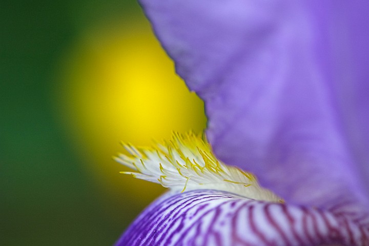 Verschiedenfarbige Schwertlilie Iris versicolor