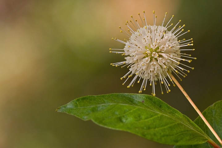 Gemeine Kopfblume Cephalanthus occidentalis Buttonbush