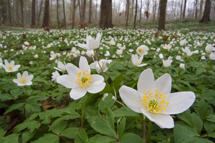 Pflanzen Buschwindrschen Anemone nemorosa