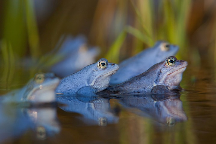 Moorfrosch Rana arvalis