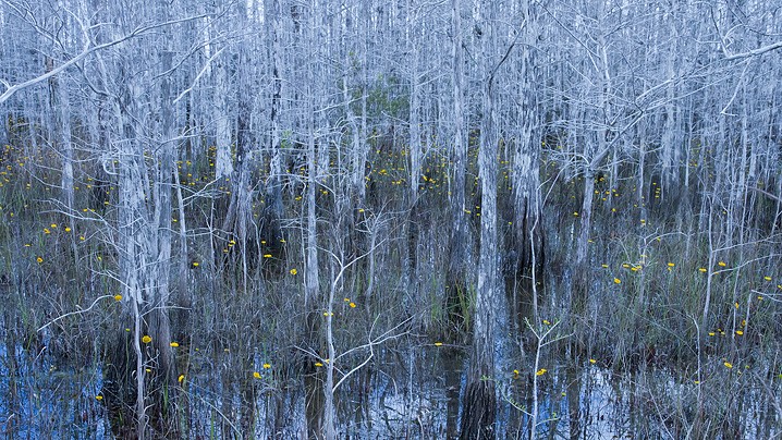 Aufrechte Sumpfzypresse Taxodium distichum