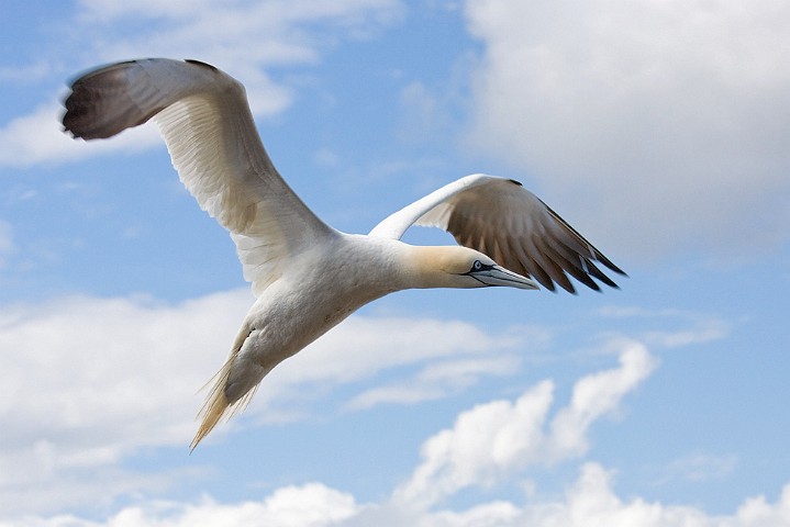 Batlpel Morus bassanus Northern Gannet