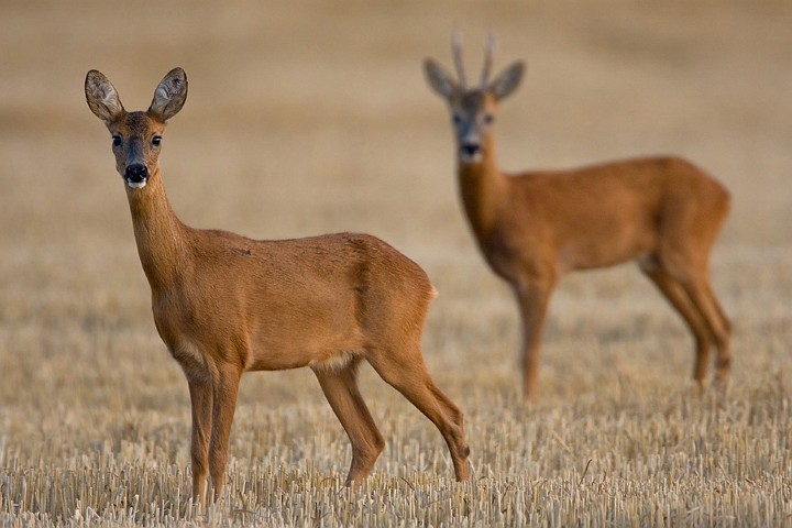 Reh Capreolus capreolus