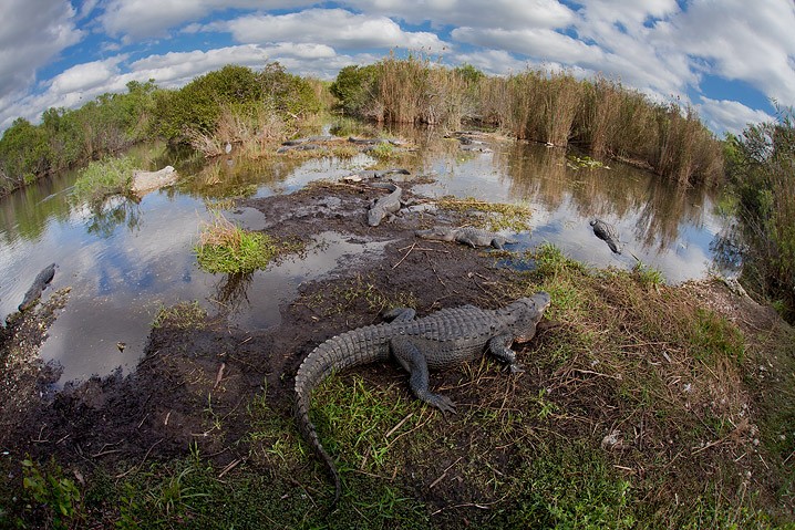 Alligator Alligator mississippiensis American Alligator Landschaft