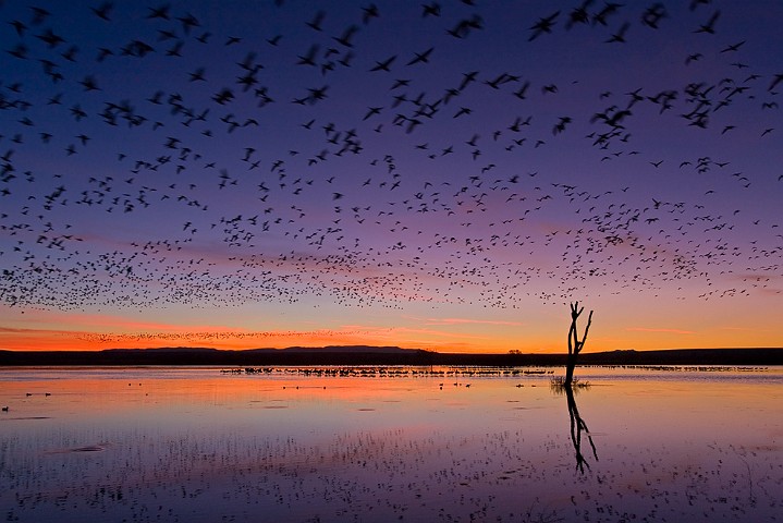 Schneegans Anser caerulescens Snow Goose Kanadakranich Grus canadensis Sandhill Crane