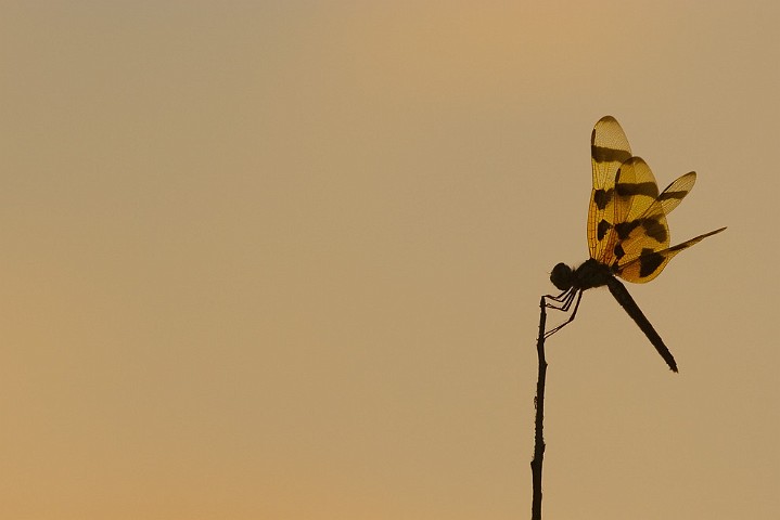 Halloween Pennant Celithemis eponina