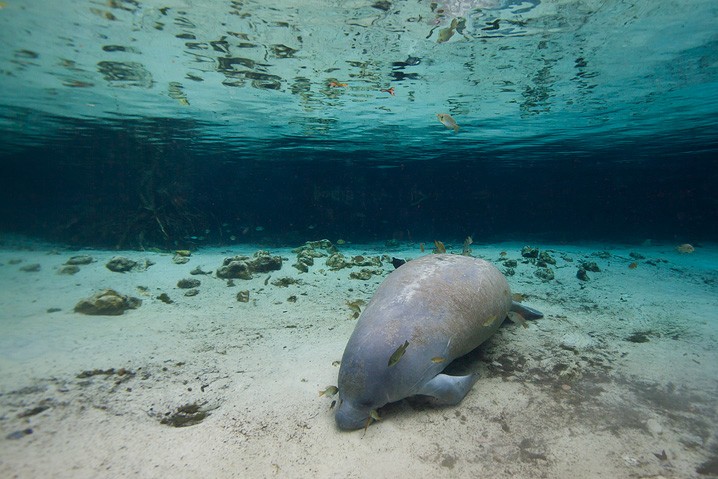 Karibik-Manati Trichechus manatus West Indian Manatee