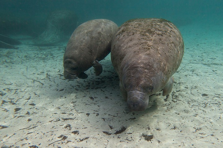 Karibik-Manati Trichechus manatus West Indian Manatee