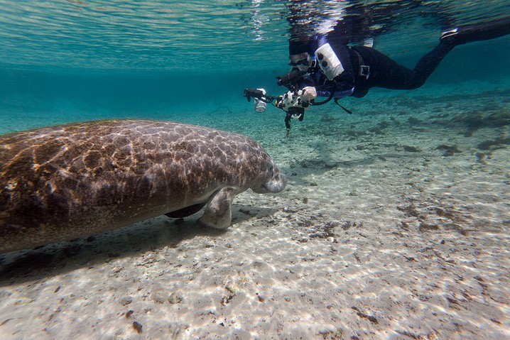 Karibik-Manati Trichechus manatus West Indian Manatee Arbeitsfoto