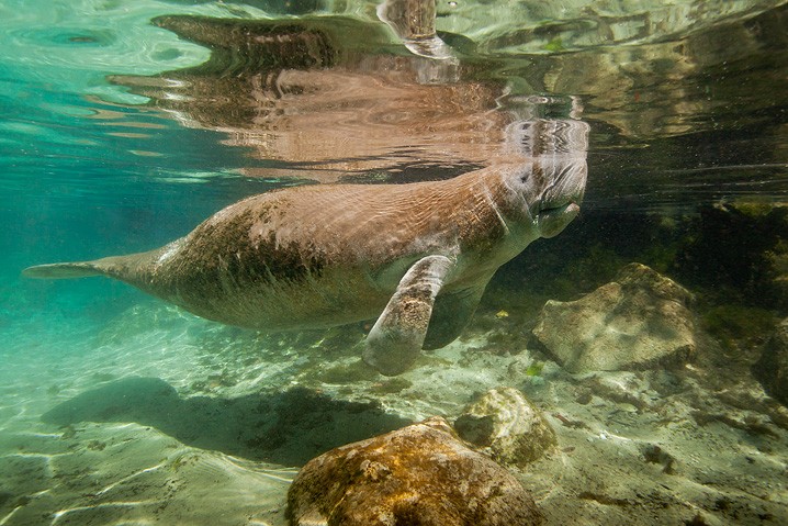 Karibik-Manati Trichechus manatus West Indian Manatee