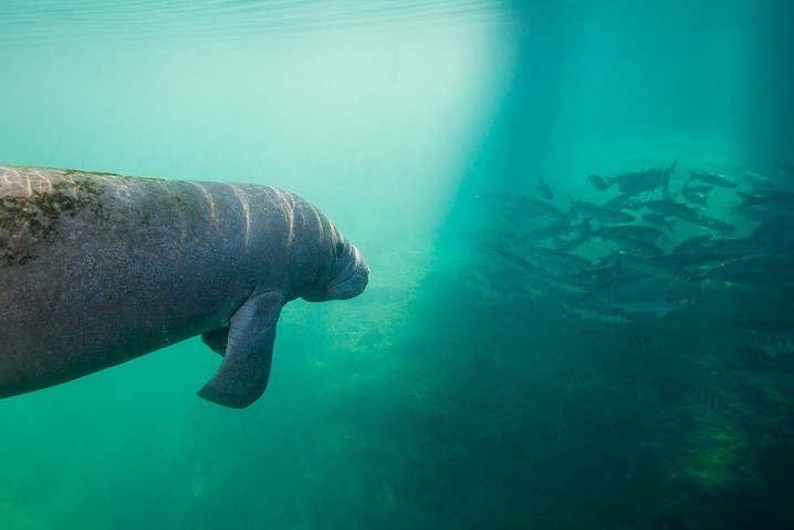 Karibik-Manati Trichechus manatus West Indian Manatee