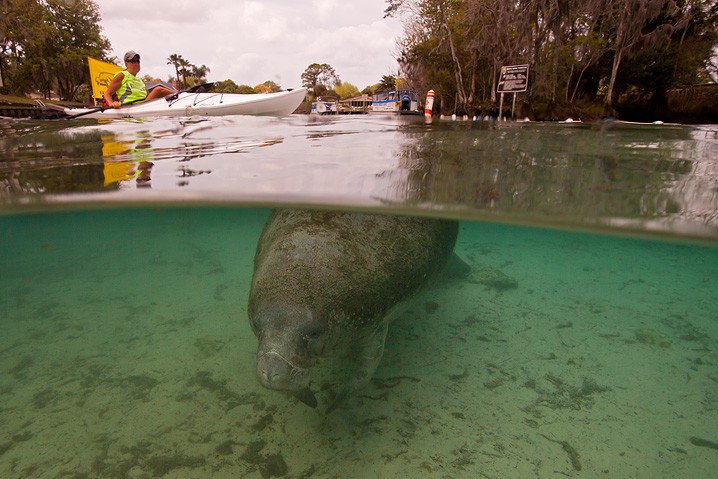 Karibik-Manati Trichechus manatus West Indian Manatee Tourismus