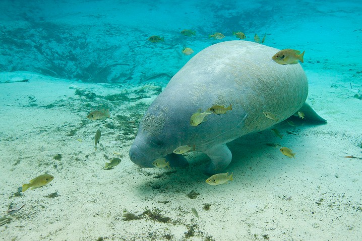 Karibik-Manati Trichechus manatus West Indian Manatee