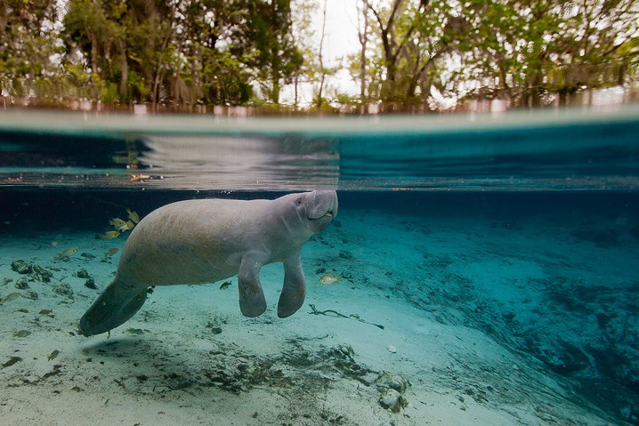 Karibik-Manati Trichechus manatus West Indian Manatee