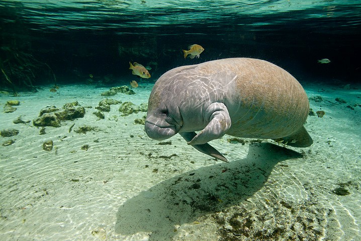 Karibik-Manati Trichechus manatus West Indian Manatee