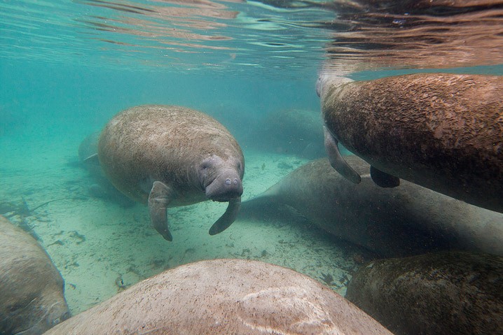 Karibik-Manati Trichechus manatus West Indian Manatee