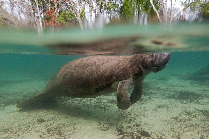 Karibik-Manati Trichechus manatus West Indian Manatee