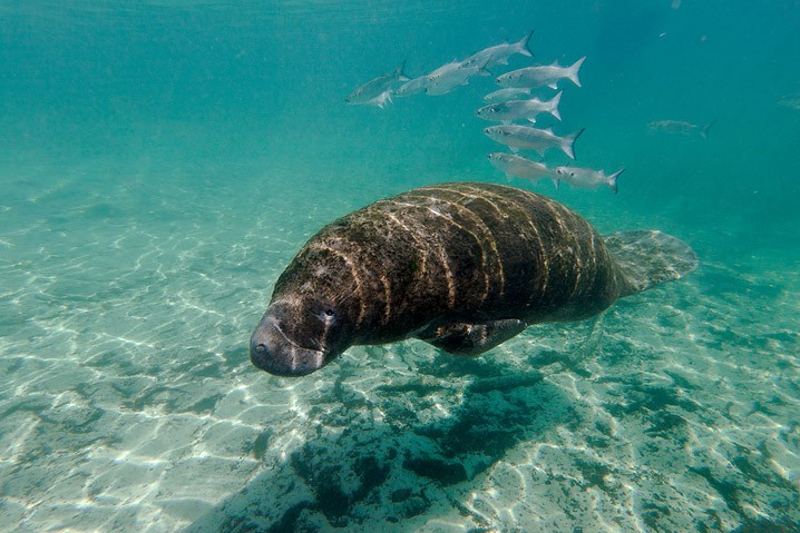 Karibik-Manati Trichechus manatus West Indian Manatee