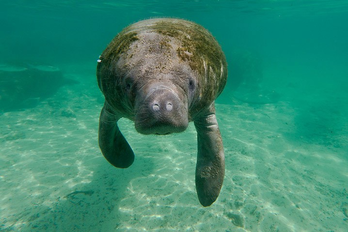 Karibik-Manati Trichechus manatus West Indian Manatee