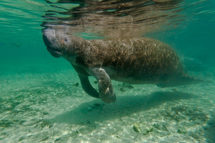 Karibik-Manati Trichechus manatus West Indian Manatee