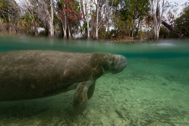 Karibik-Manati Trichechus manatus West Indian Manatee