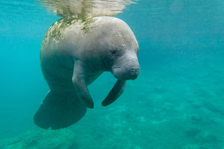 Karibik-Manati Trichechus manatus West Indian Manatee