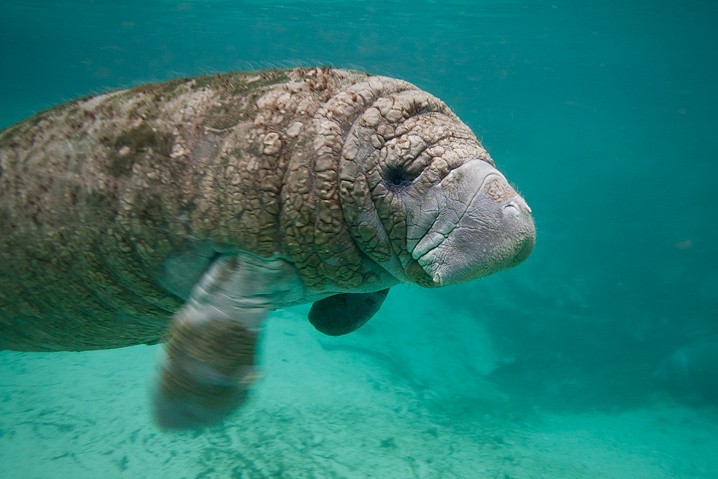 Karibik-Manati Trichechus manatus West Indian Manatee