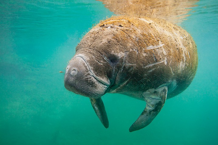 Karibik-Manati Trichechus manatus West Indian Manatee