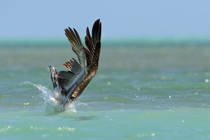 Brauner Pelikan Pelecanus occidentalis Brown Pelican