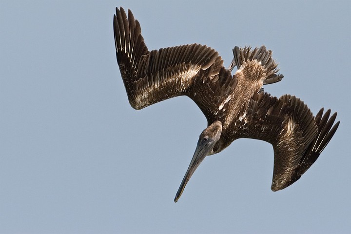 Brauner Pelikan Pelecanus occidentalis Brown Pelican