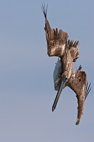 Brauner Pelikan Pelecanus occidentalis Brown Pelican